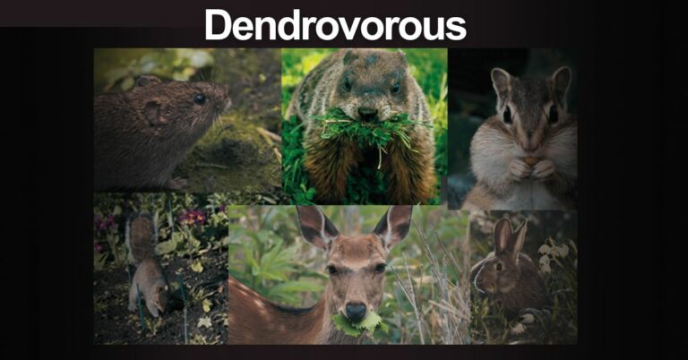 Dendrovorous – The Secrets Of Tree-Eating Creatures!