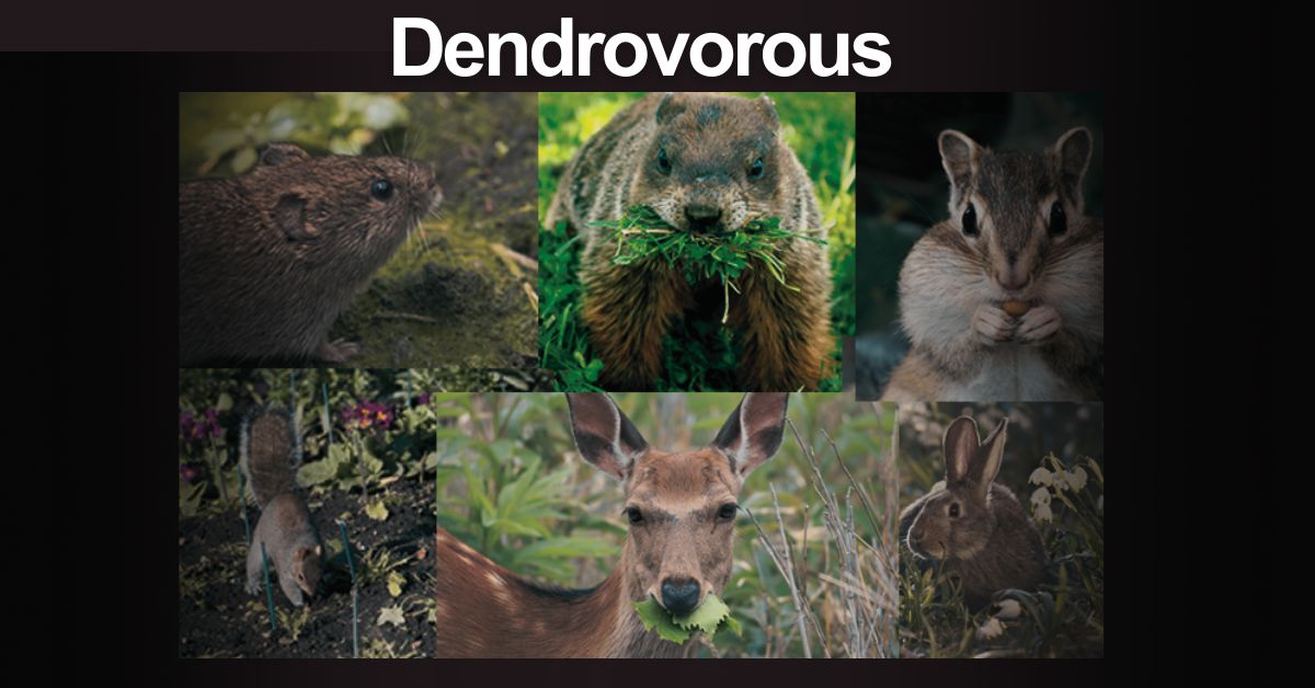 Dendrovorous - The Secrets Of Tree-Eating Creatures!