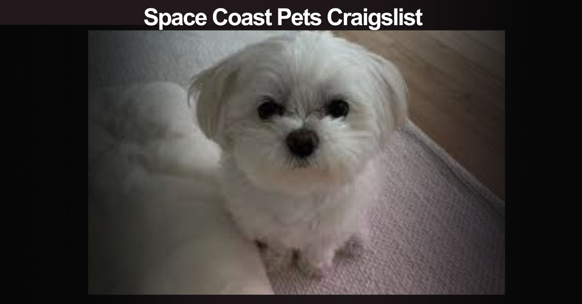 Space Coast Pets Craigslist